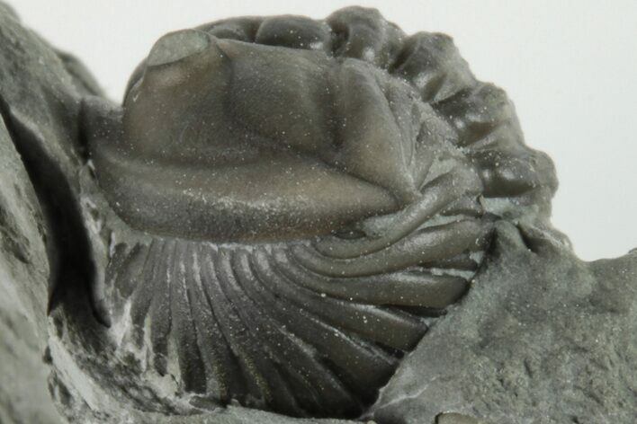 Enrolled Flexicalymene Trilobite In Shale - Mt. Orab, Ohio